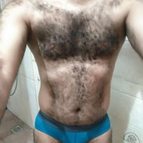 hairy_indian_bull
