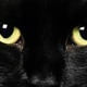 gatoblack26