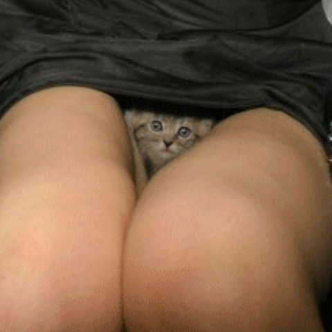 Muschi-Freund