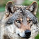 WolfCarstens