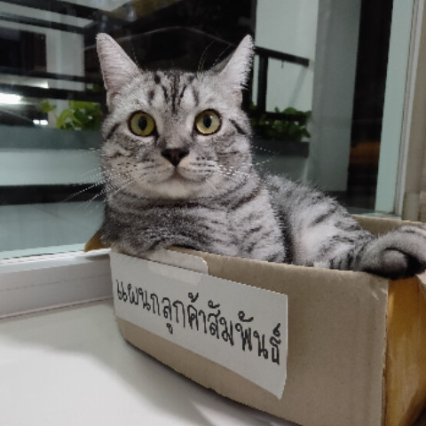 MondayTheCat