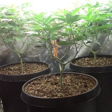 SdMan420