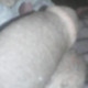 Pipinero