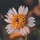 manisha098