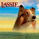 cadela-lassie