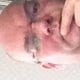 Dicker68