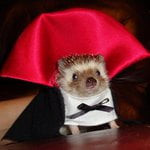 justanothernameonthenet