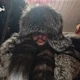 Furlover741