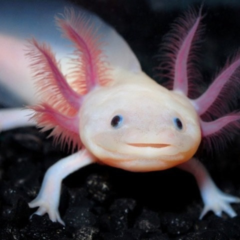 StrongGuyAxolotl