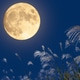 moonlight_xxx69