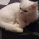 MihiBoy