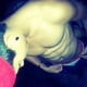 Patotas69