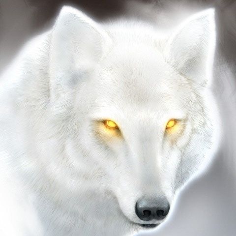 WHITE_WOLF1
