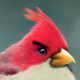 Red_Birdie