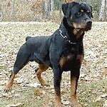 Rottwielder