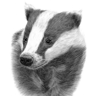 panbadger