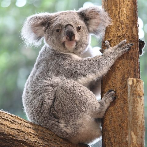 koalacamping