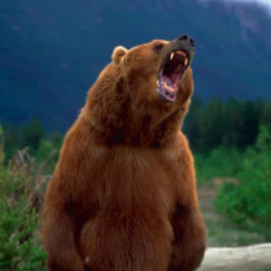 grizzlyisbear