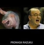 samojko