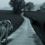 wolfclaw71