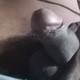 mylifepantykihawas