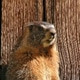 petterb24