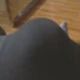 Bingulica