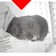 Krishk00