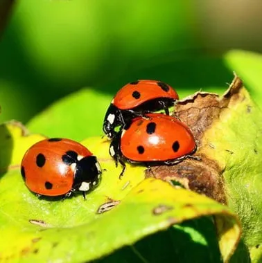 Ladyybird