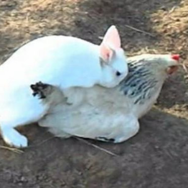 Osterhase98