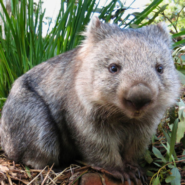 hnwombat