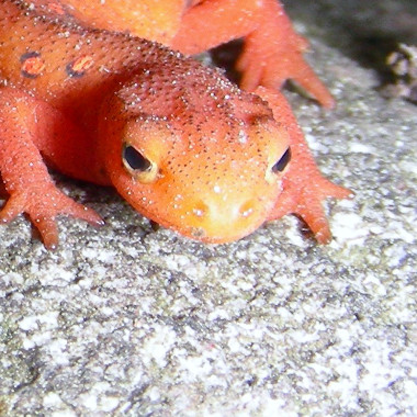 redrocklizard