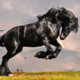 GreatBucephalus