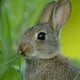 rabbit111