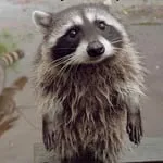 Xhamster profile picture for @isaev