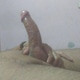 Ravi_Hard_dick