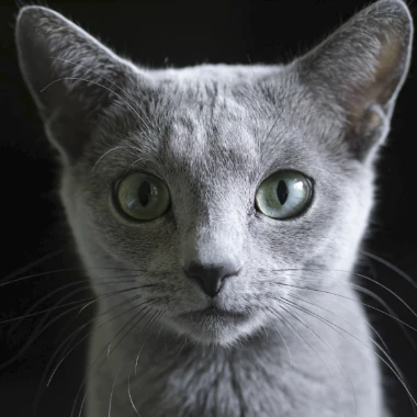 Russian_Blue