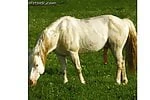 cock_horse