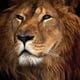 King_Leo_