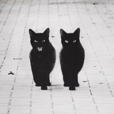 blackcats