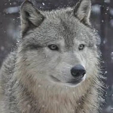 snowwolf1961