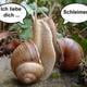 schneckemuenchen