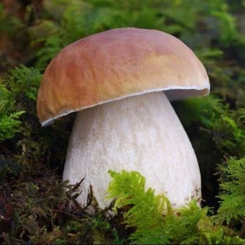 amolanutella2016