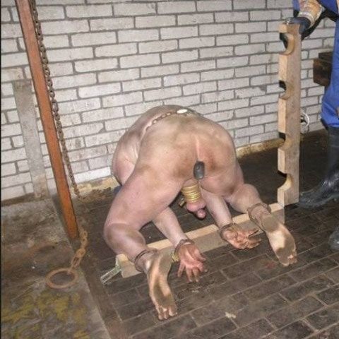 Lurid_pig