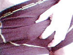 peterpan1972