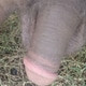 ahmadslk
