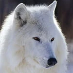wolfarnon1