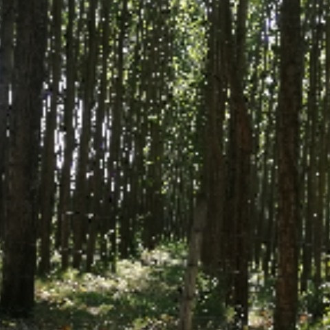 ecemircan