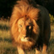 hasi_king