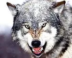 angrywolf